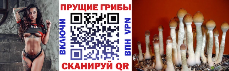 Галлюциногенные грибы Psilocybe  Кудрово 
